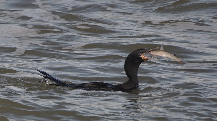 cormorant eating fish